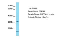 ODF3L2 Rabbit anti-Human, Polyclonal, Novus Biologicals 0.1ml; Unconjugated:Antibodies,